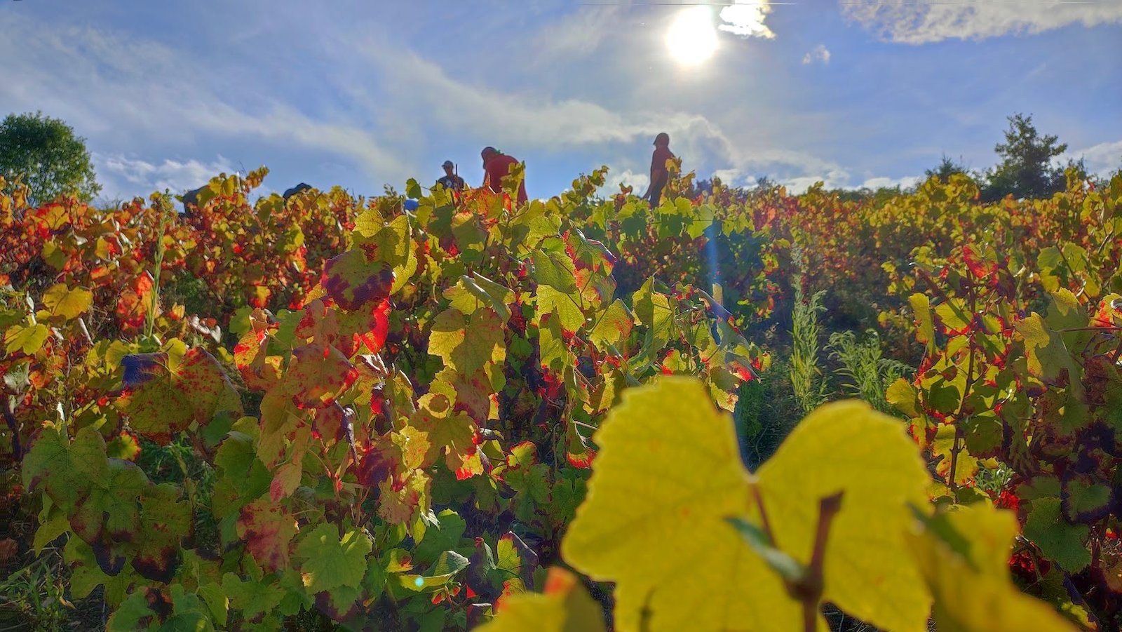 Vendangeurs dans les vignes en automne, à contre-jour