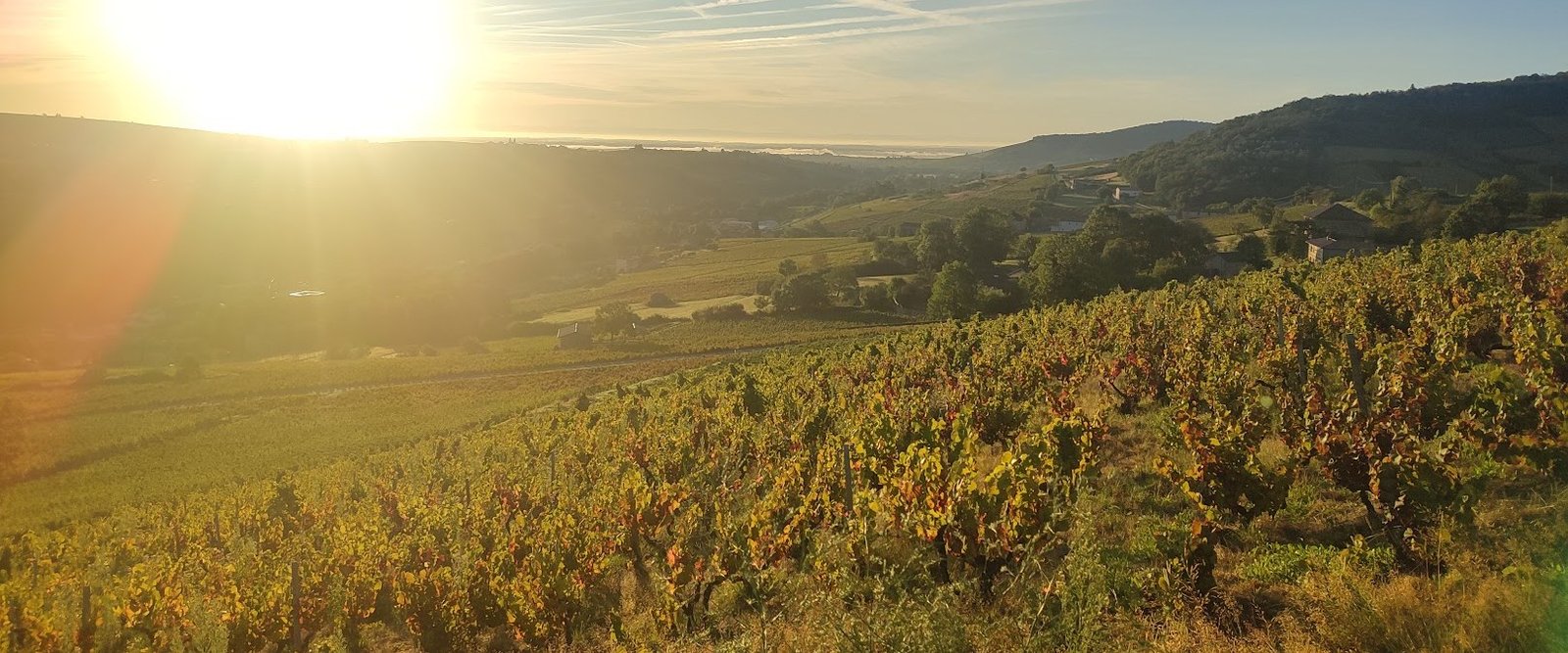 Lever de soleil sur les vignes du domaine et la vallée du Beaujolais dans la brume